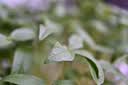 尼康（Nikon）Z MC 50mm f/2.8 全画幅微单镜头 微距镜头 植物/人像 实拍图