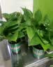 京东绿植绿萝盆栽除甲醛花卉绿植办公室新房净化空气180加仑4盆装源头直发 实拍图