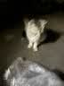 冠能猫粮 成猫猫粮鸡肉味10kg 全价猫粮 稳固免疫【宠物金选】 实拍图