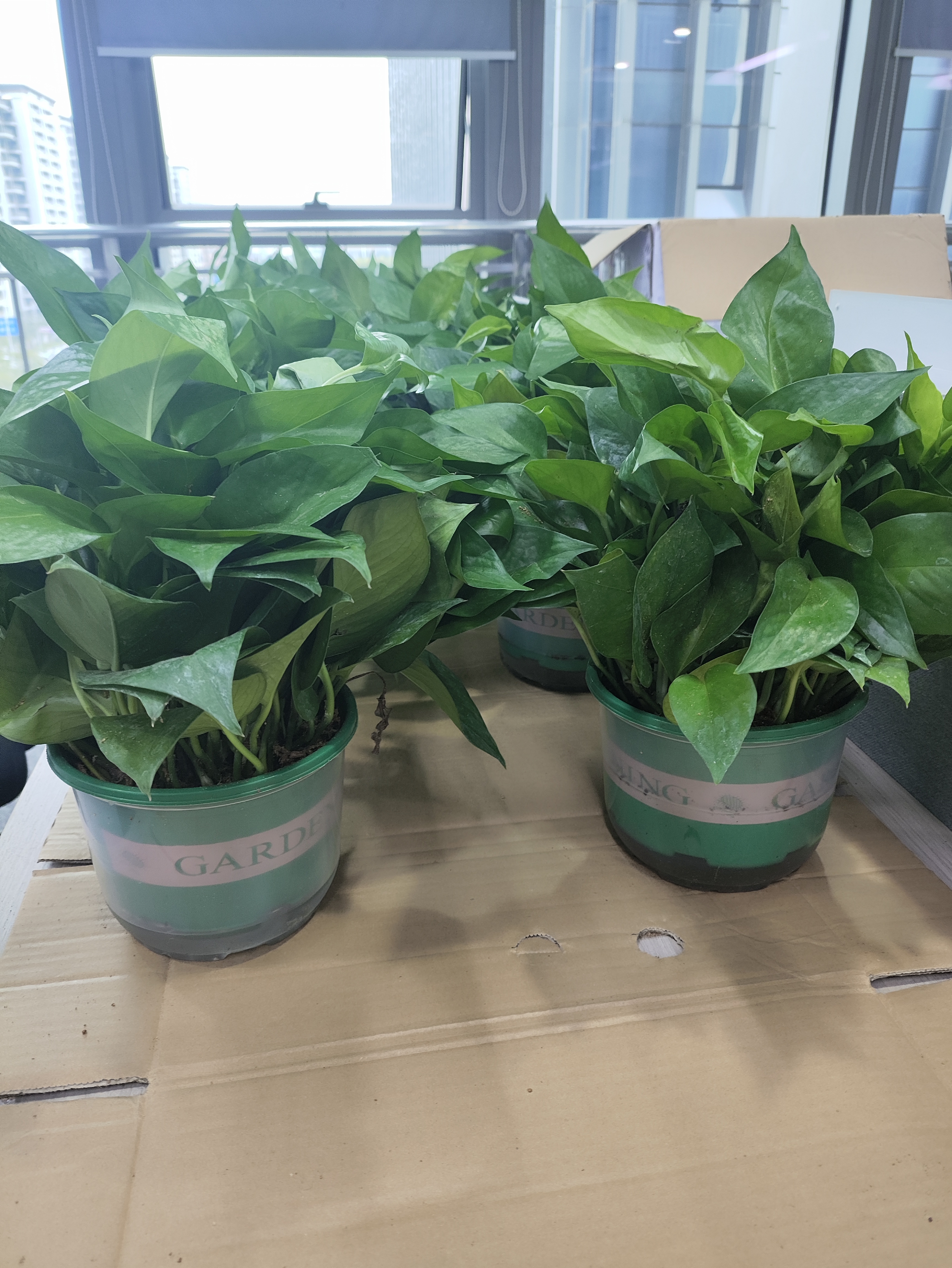 京东绿植绿萝盆栽除甲醛花卉绿植办公室新房净化空气180加仑1盆装源头直发 实拍图
