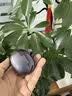纽曼（Newmine）LY111蓝牙耳机耳夹式骨传导概念开放式不入耳跑步运动游戏专用适用于苹果华为小米 黑 实拍图