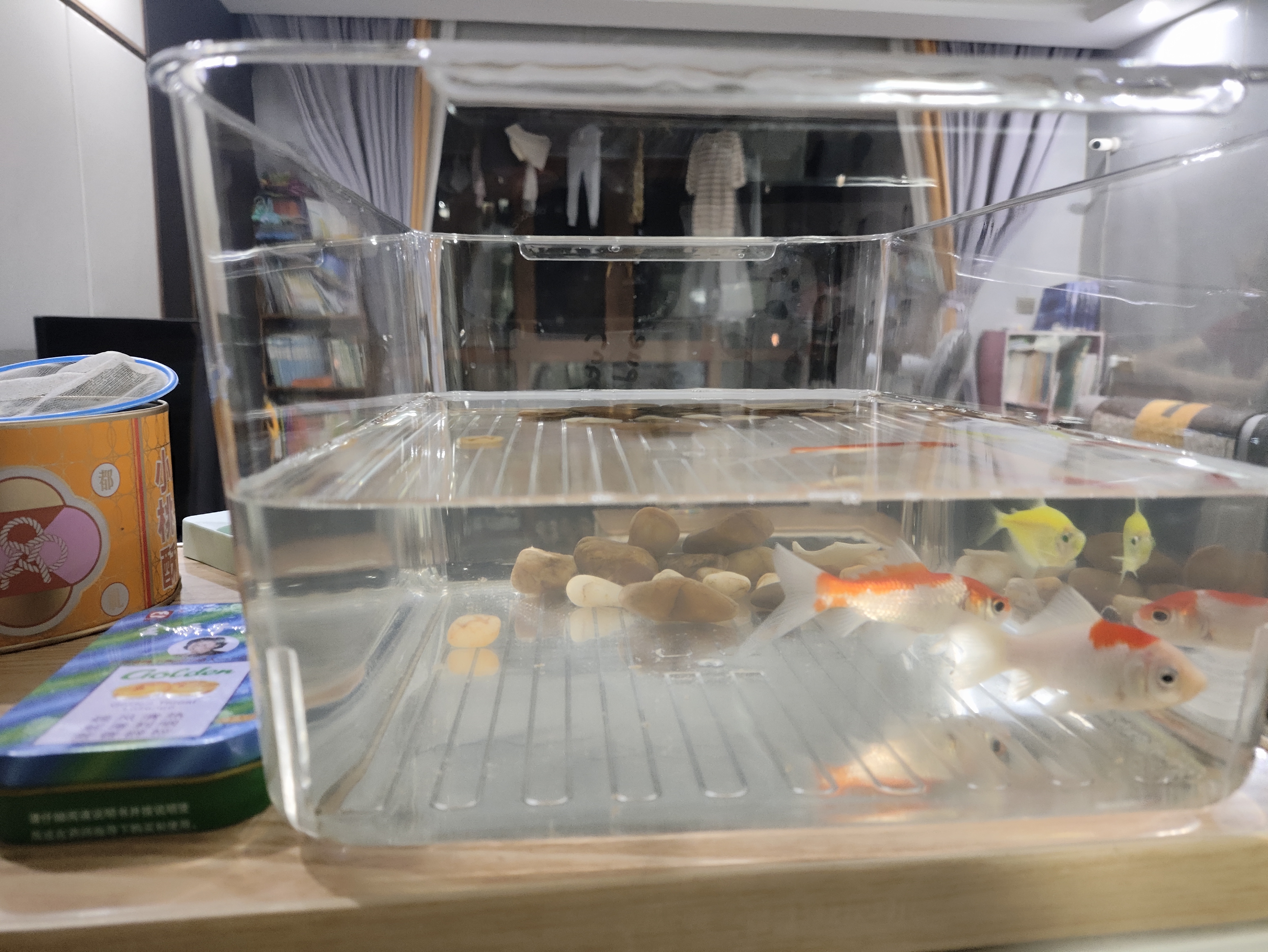 宠街坊鱼缸桌面小型金鱼缸PET鱼缸一体缸透明生态乌龟缸客厅家用送礼 实拍图