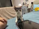 憨憨乐园猫碗陶瓷猫粮双碗斜口狗碗狗盆狗粮宠物幼猫咪吃饭食盆喝水喂食 实拍图