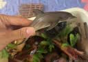 玛奇乐（MECHILE）仿真海洋生物玩具鲨鱼海豚海葵海星海马水母皮皮虾面包蟹动物模型 海豚 实拍图