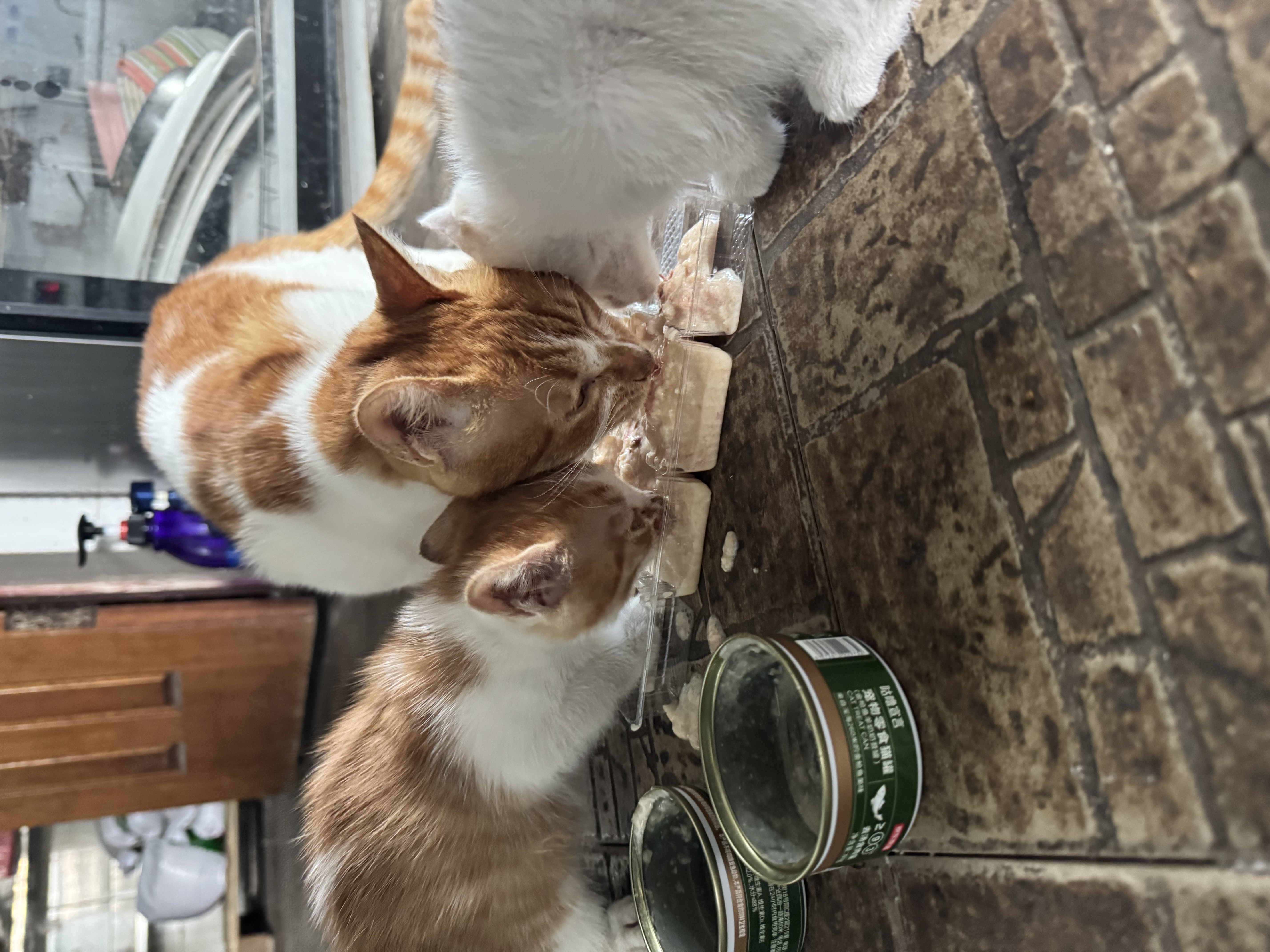京东京造 金枪鱼奶昔猫罐头80g*24 混合味猫零食湿粮补水鱼肉罐 实拍图