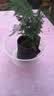 文竹盆栽绿植花卉盆景植物室内客厅水培文松云竹文竹大苗四季常青 小文竹【1颗】原盆原土球发货 高度15-25cm 实拍图
