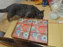 普安特宠物猫咪驱虫药驱虫体内外一体幼成虫跳蚤犬虱非泼罗尼爱滴克套装 实拍图