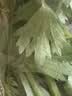 香芹约300g 实拍图