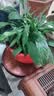 年宵花【热销款】白掌一帆风顺盆栽水培植物绿植过年装饰摆件年货 【店主推荐】特级白掌6-8株带花+早安盆+营养液 实拍图
