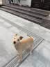 嬉皮狗小狗狗牵引绳背心式遛狗绳子小型犬胸背带狗链子 M码 建议4-10斤 实拍图