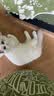 伟嘉幼猫猫粮夹心粮 全价粮1.2kg海洋鱼味 布偶蓝猫橘猫英短猫咪 实拍图
