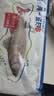 仙泉湖三去白蕉海鲈鱼400g/条净膛冷冻刺少肉厚特产海鲜水产生鲜食材 实拍图