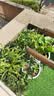 【当年开花】四季开花杜鹃花盆栽办公室阳台绿植长青花卉盆景 杜鹃 红色杜鹃：买一发三到手3棵 实拍图