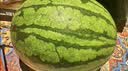 藤上熟吊秧小西瓜1粒1.5kg 实拍图