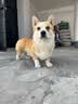 朗仕狗粮 金毛萨摩耶边牧德牧狗粮中大型通用 成犬全价狗粮20kg/40斤 实拍图