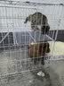 皇家狗粮 幼犬奶糕幼犬狗粮宠物中型犬MES30 全价犬粮 ≤2月 1KG 实拍图