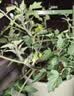 九千谷植物攀爬架包钢管花架蔷薇月季葡萄固定支撑防倒固定架60cm4634 实拍图
