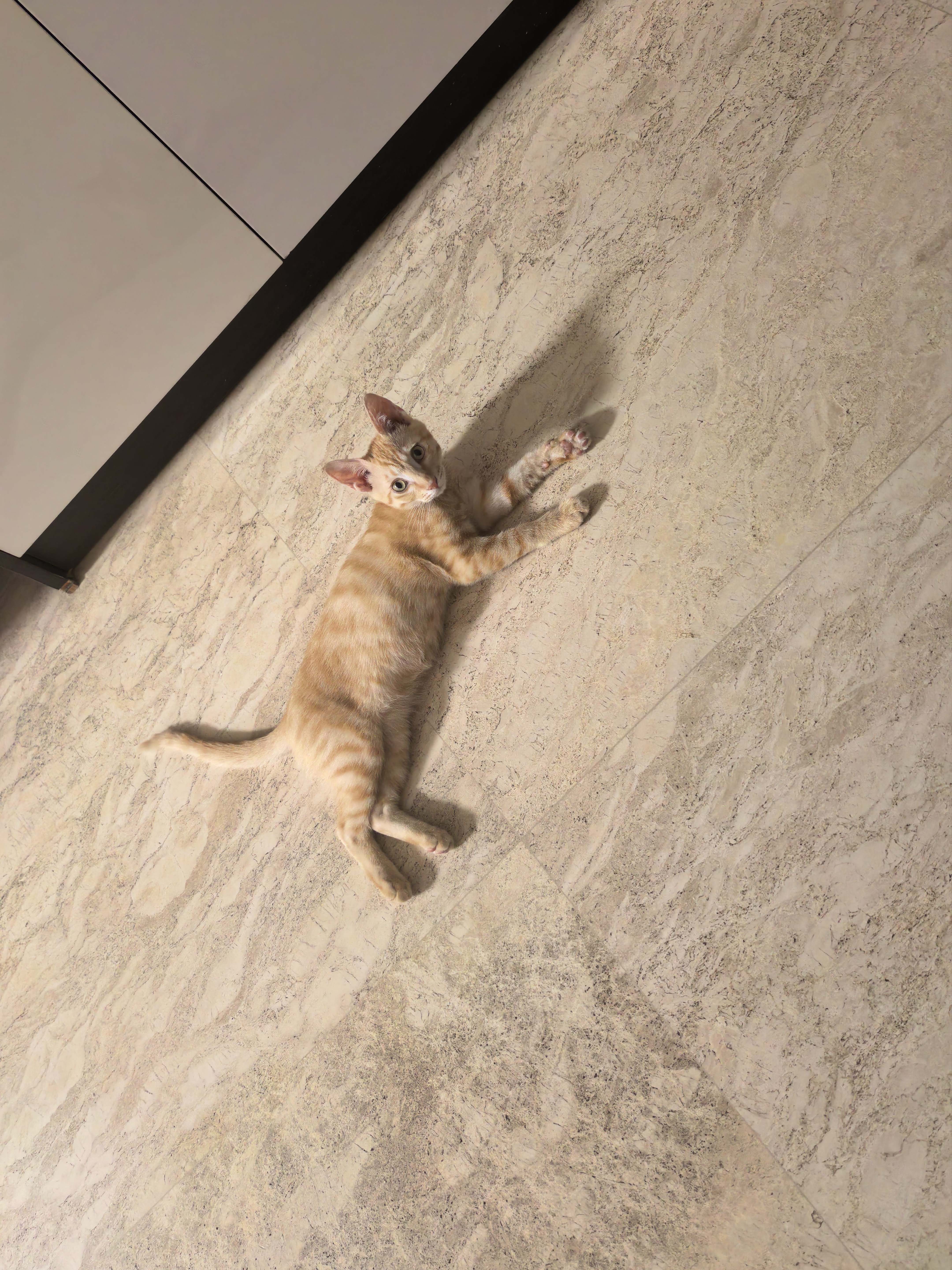 味当家原味纯豆腐猫砂20kg除臭可冲厕所猫沙非混合猫砂豆腐2.5kg*8袋 实拍图