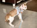嬉皮狗小狗狗牵引绳背心式遛狗绳子小型犬胸背带狗链子 M码 建议4-10斤 实拍图