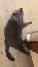 麦富迪冻干 猫咪零食猫冻干成幼猫营养解馋十全桶400g 实拍图
