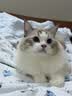 LEGENDSANDY蓝氏全价猫粮生骨肉冻干成猫幼猫猎鸟乳鸽9kg(1.5kg*6)【囤货装】 实拍图