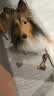 HELLOJOY狗狗零食大礼包960g成犬幼犬磨牙训练宠物零食福袋礼盒 1.92斤 实拍图