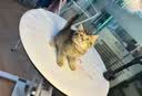 麦富迪猫粮 barf霸弗天然猫粮冻干生骨肉成猫粮养胃增肌鸡肉5.4kg 实拍图