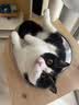冠能猫粮成猫猫粮三文鱼味2.5kg 全价猫粮 稳固免疫 适口性强 实拍图