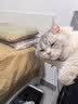 拜达尔猫咪狗狗马拉色菌耳螨专用药耳朵除螨宠物耳炎复方制霉菌素10g 实拍图