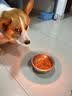 力狼（LILANG）狗粮 e族萨摩耶专用幼犬成犬中大型犬鲜肉通用全价犬粮10kg 实拍图