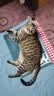 皇家猫粮 成猫猫粮 营养均衡 F32 通用粮 1-7岁 4.5kg*2 实拍图
