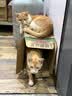 普安特宠物猫咪驱虫药驱虫体内外一体幼成虫跳蚤犬虱非泼罗尼爱滴克套装 实拍图