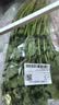 【火锅季】带根香菜100g 实拍图
