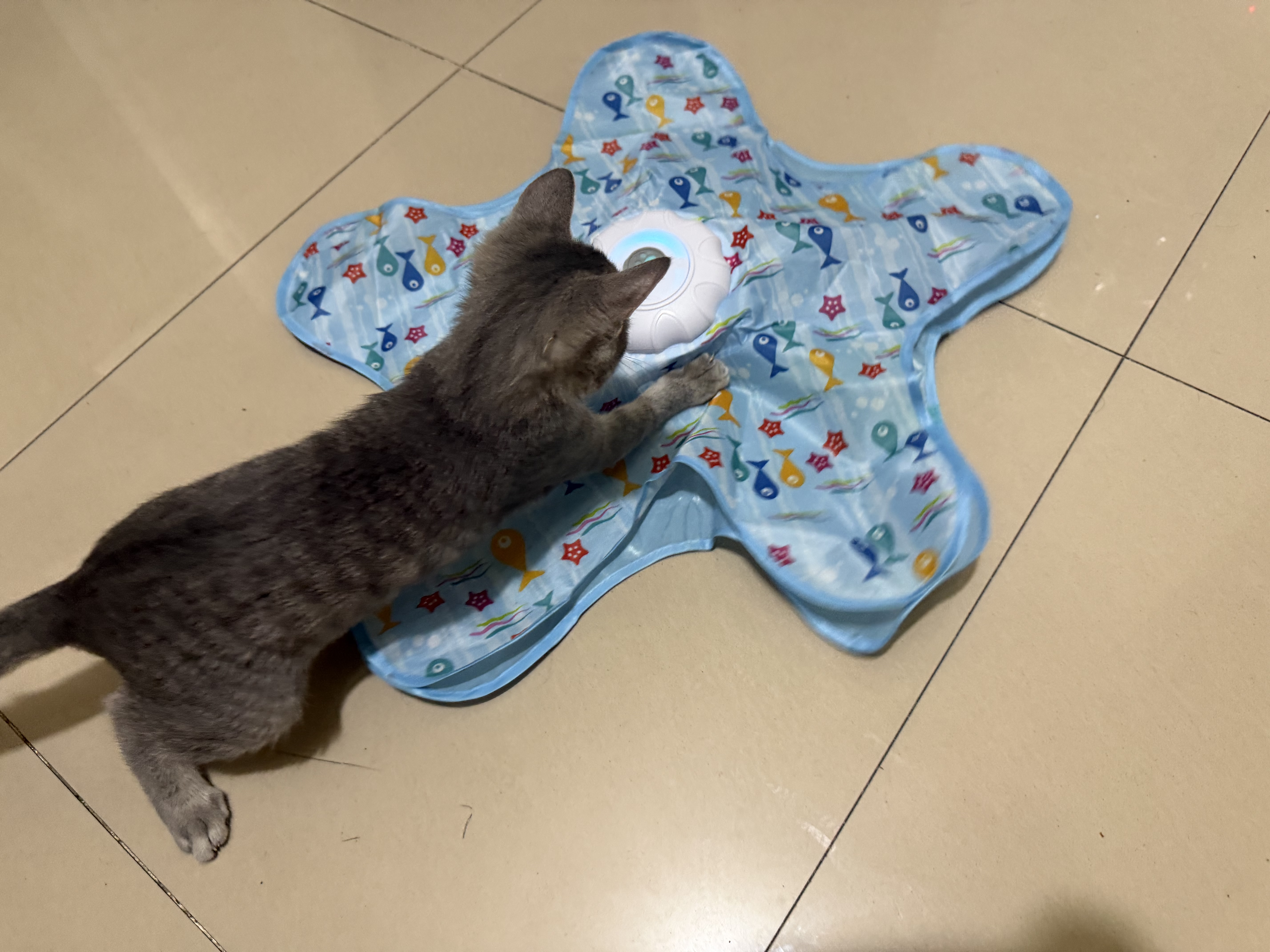 光多拉猫咪玩具五角星捕猎罩1200毫安时自动幼猫转盘逗猫棒宠物自嗨玩具 实拍图