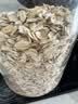 世壮中国农科院纯燕麦片1050g 家庭大包实惠装 需煮营养健康早餐 实拍图