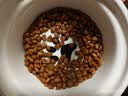 皇家（ROYAL CANIN）幼猫肠道处方猫粮GIK35健康成长消化支持肠胃调理1-4月配方粮1KG 实拍图