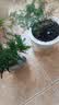 文竹盆栽绿植花卉盆景植物室内客厅水培文松云竹文竹大苗四季常青 文竹【1颗】原盆原土球发货 高度15-25cm 实拍图