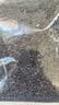 素养生活有机黑芝麻400g 芝麻 生黑芝麻 黑芝麻糊原料  五谷杂粮打豆浆 实拍图