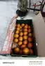 京鲜生 金秋砂糖橘/沙糖桔 净重8斤 单果径40-55mm 生鲜水果礼盒 实拍图