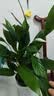 年宵花【热销款】白掌一帆风顺盆栽水培植物绿植过年装饰摆件年货 【店主推荐】特级白掌6-8株带花+早安盆+营养液 实拍图