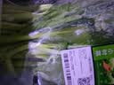 七鲜24小时菜心 300g 实拍图