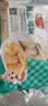 安井小厨 黄金鸡块 500g*3袋 每袋约20个 上校鸡块麦乐炸鸡 油炸小吃 实拍图