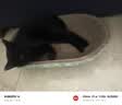 疯狂的主人猫抓板窝碗形超大号猫抓盆不掉屑猫窝宠物猫玩具瓦楞纸猫爪板 实拍图