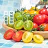 【安心菜】供港基地多彩便当番茄400g  实拍图