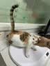 网易严选宠爱相伴全价猫粮 实惠宠物主粮成幼猫爱心公益 美毛护肠胃 1.8kg 实拍图