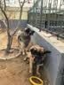 麦富迪狗粮 无谷牛肉双拼狗粮成犬 小型犬中大型犬通用15kg/30斤 实拍图