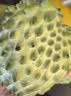 京鲜生云南牛奶释迦果番荔枝净重4斤装单果250g+生鲜水果源头直发包邮 实拍图