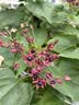 八芽小叶栀子花盆栽开花植物室内桌面茶几好养花卉绿植办公室净化空气 小叶栀子花-陶瓷竖纹盆 带盆栽好 实拍图