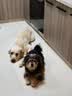 伯纳天纯狗粮中大型犬全价成年犬粮17kg羊肉蔓越莓味囤货装 实拍图