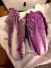 紫罗兰紫色大白菜紫白菜花青素紫包心菜山东直发凉拌沙拉生吃生鲜 【精品甄选】1斤净重 实拍图